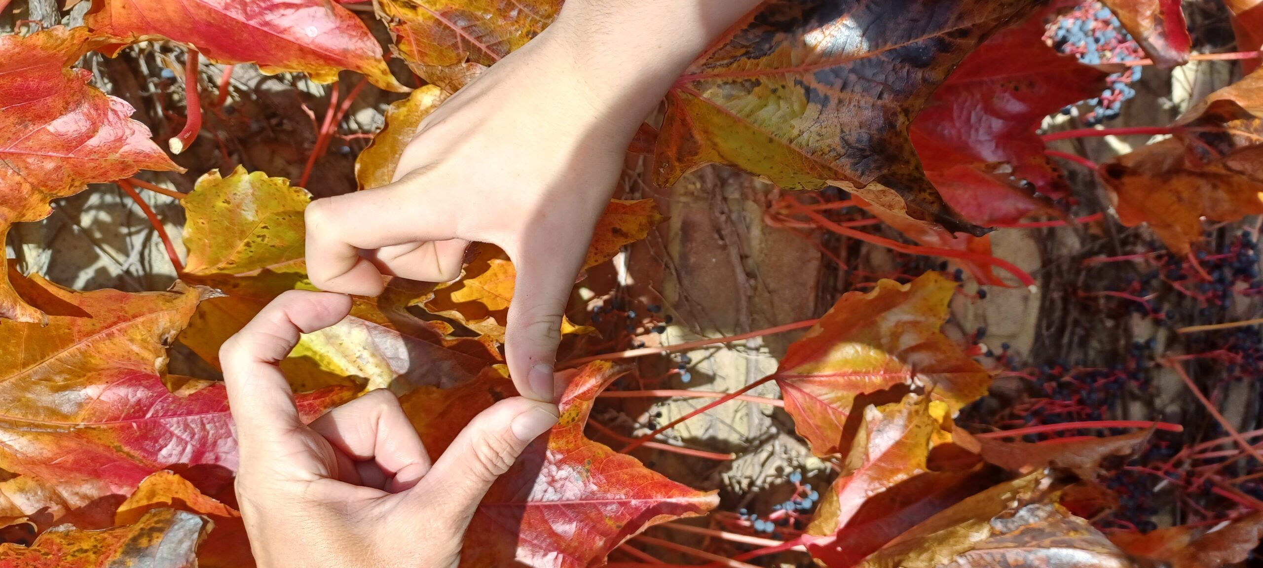 Acupuncture for Seasonal Wellness in Birchington
